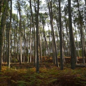 promenade-en-foret-messanges